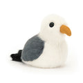 Mouette oiseau